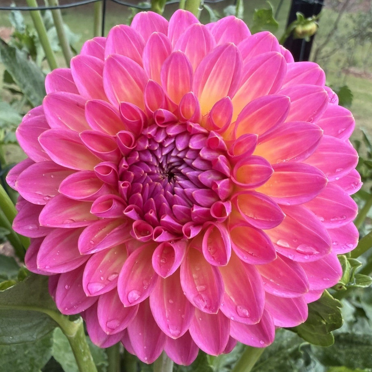 Pink Suffusion