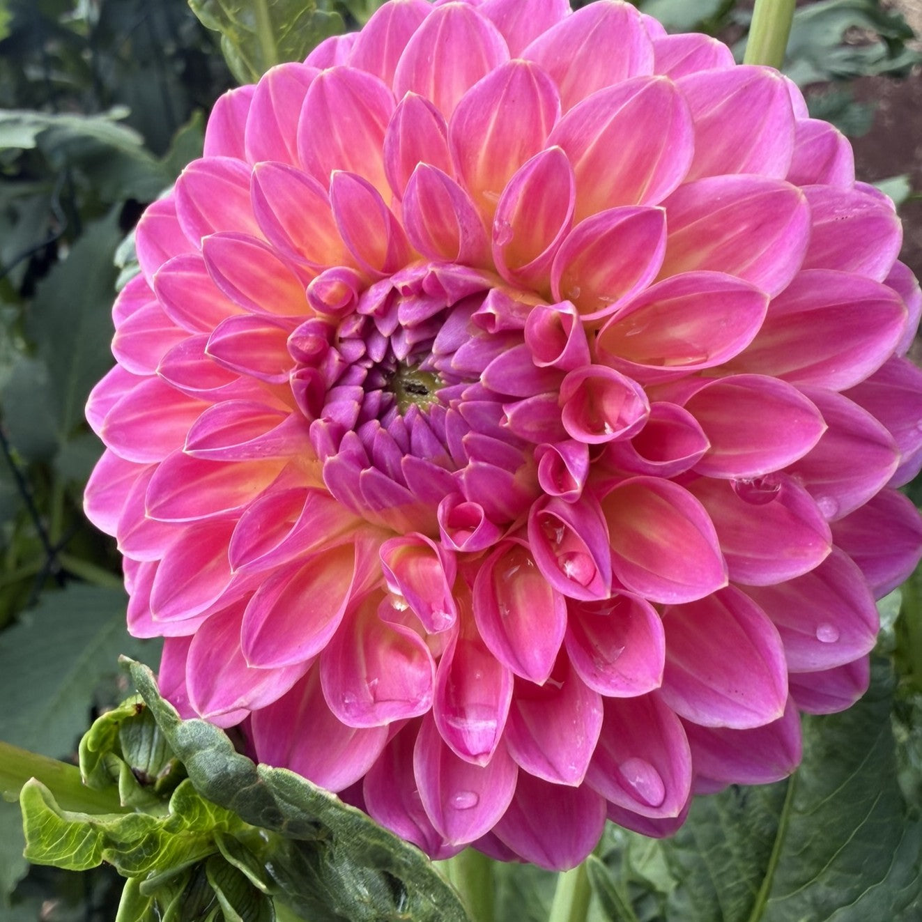 Pink Suffusion
