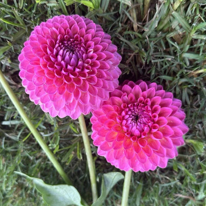Pink Suffusion