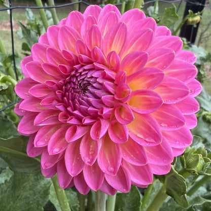 Pink Suffusion