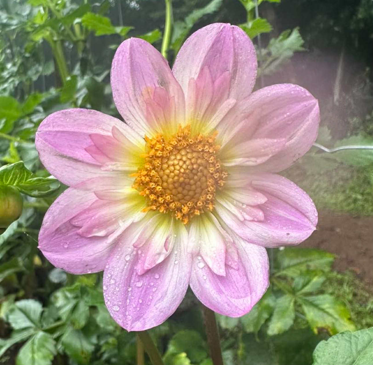 Pinkie O Cutting Grown Live Plant