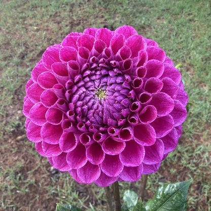 Purple Ball