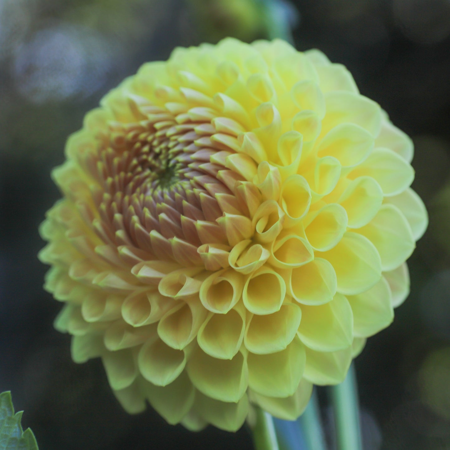 Rokewood Dawn seeds x 10
