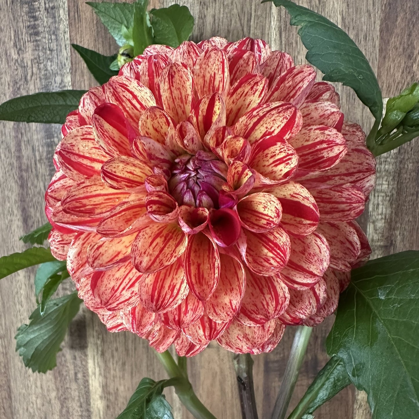Roscastle Bushfire Seeds x 10