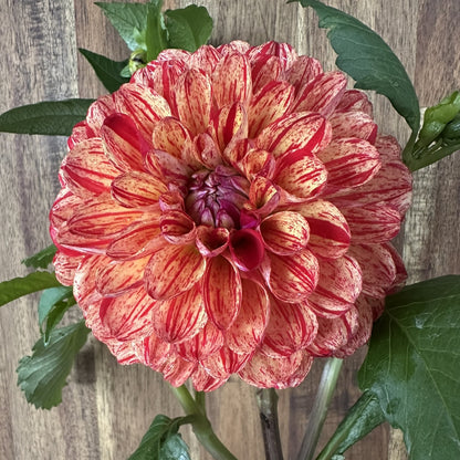 Roscastle Bushfire Seeds x 10