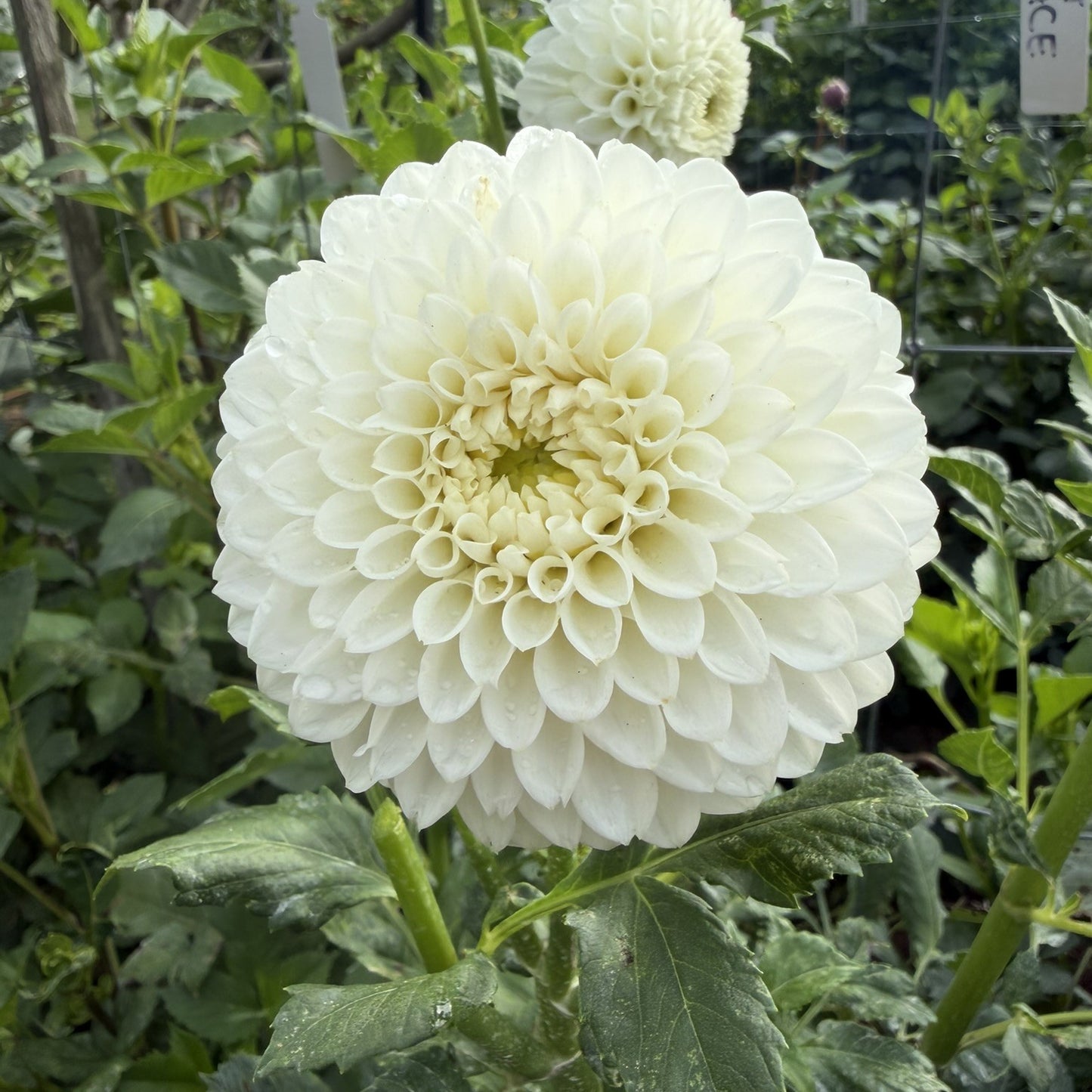 Ryecroft Peace seeds x 10