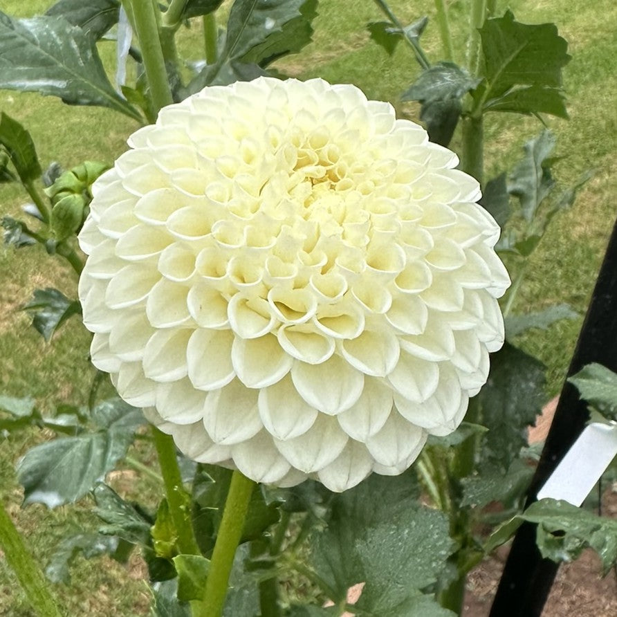 Ryecroft Jan seeds x 10