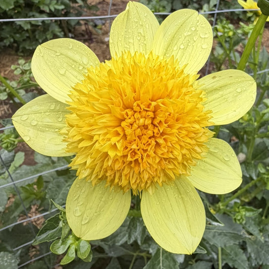 Sandia Sunbonnet seeds x10