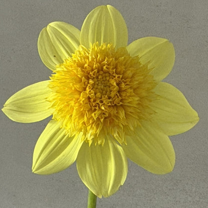 Sandia Sunbonnet