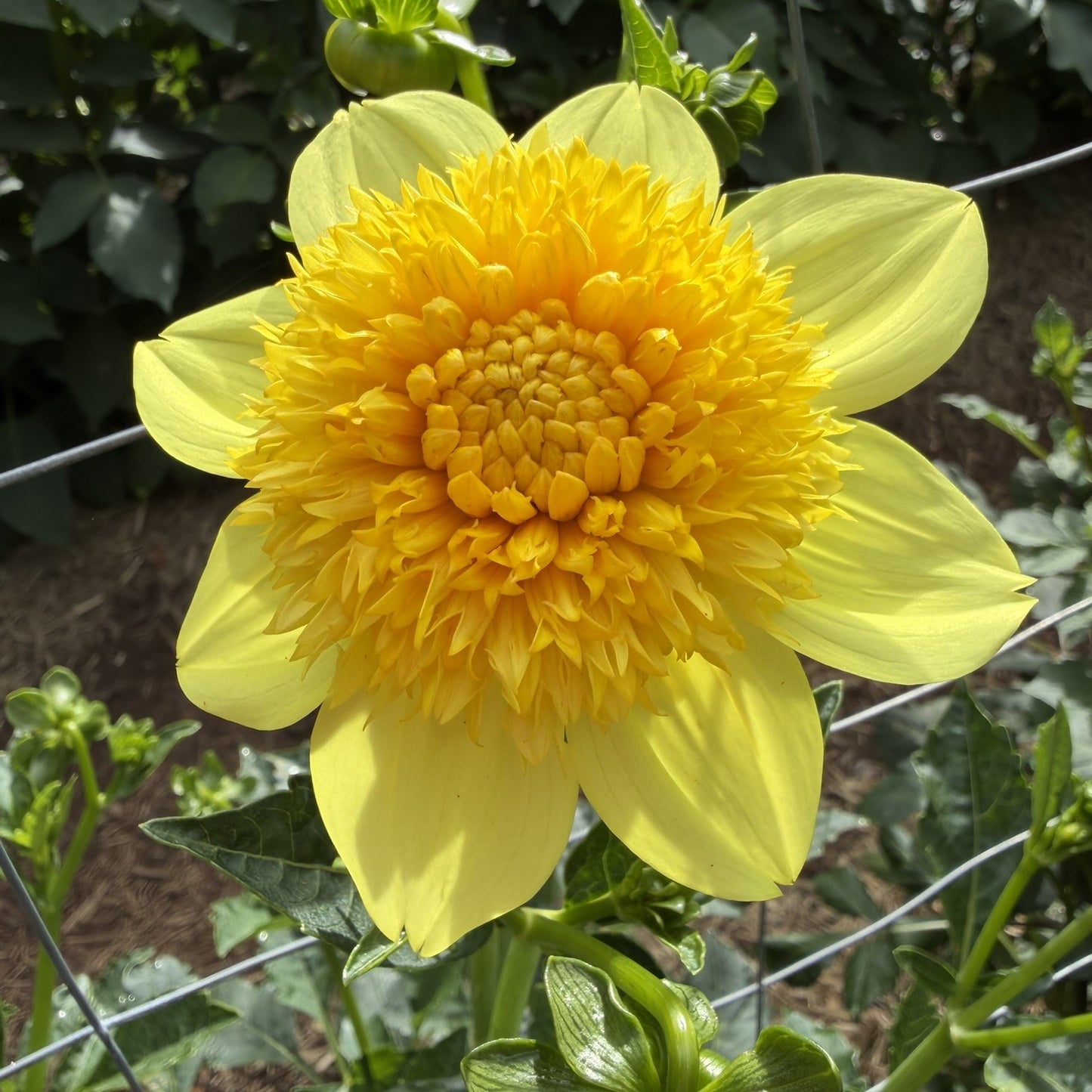 Sandia Sunbonnet