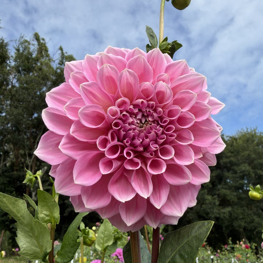 Serenade Tea Party seeds x10