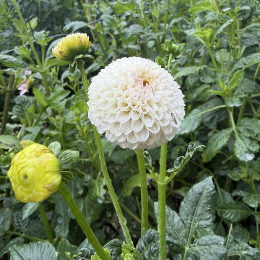 Small world seeds x10 (pom)
