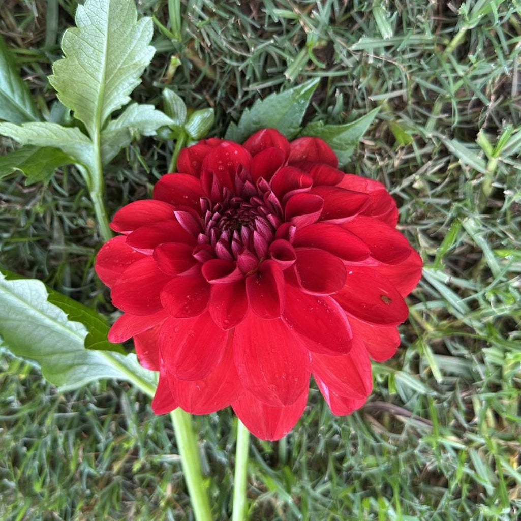 Tango