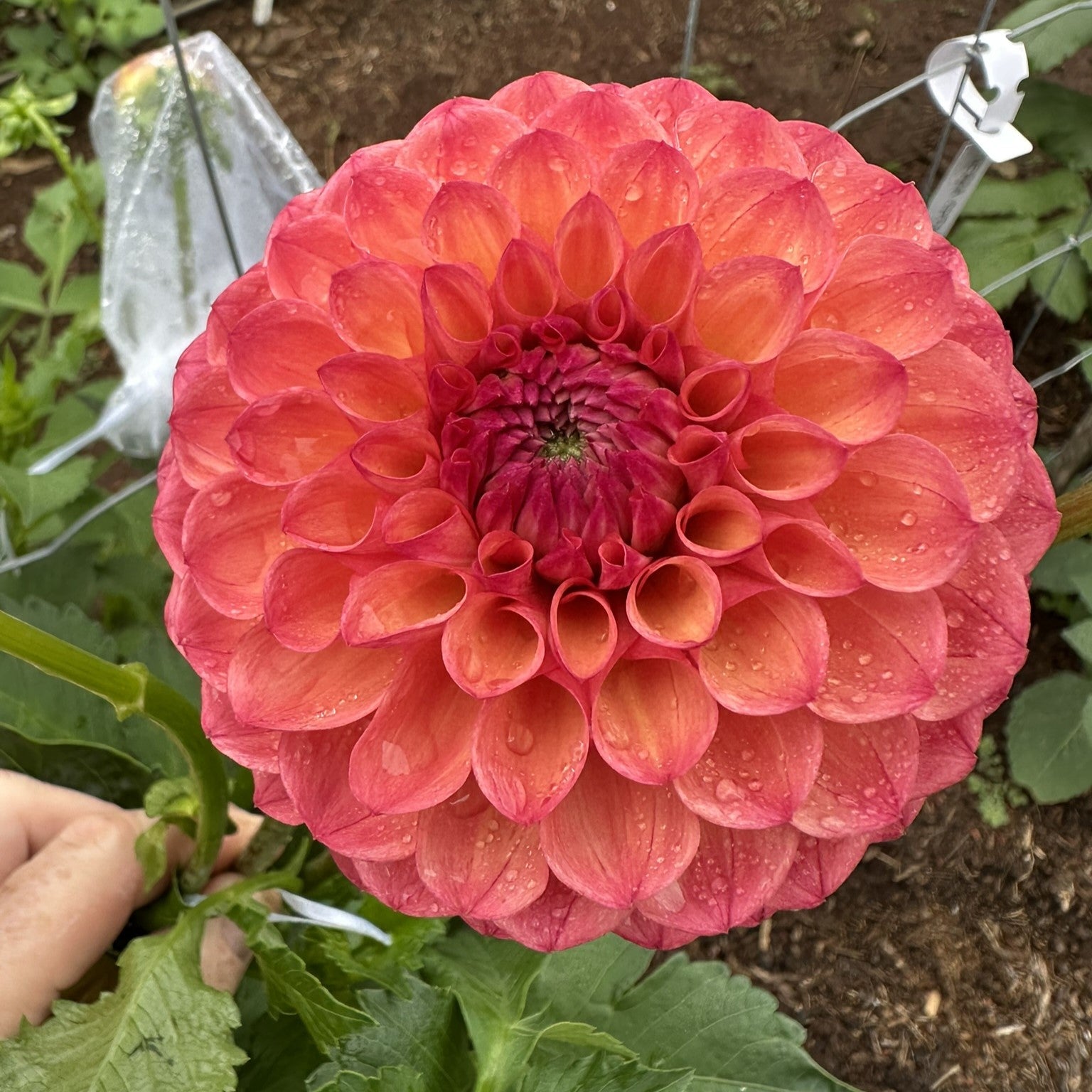 Terracotta – Misty Ridge Flowers