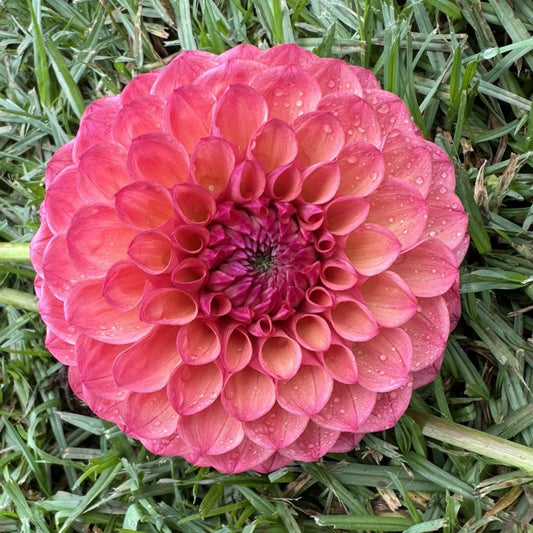 Terracotta