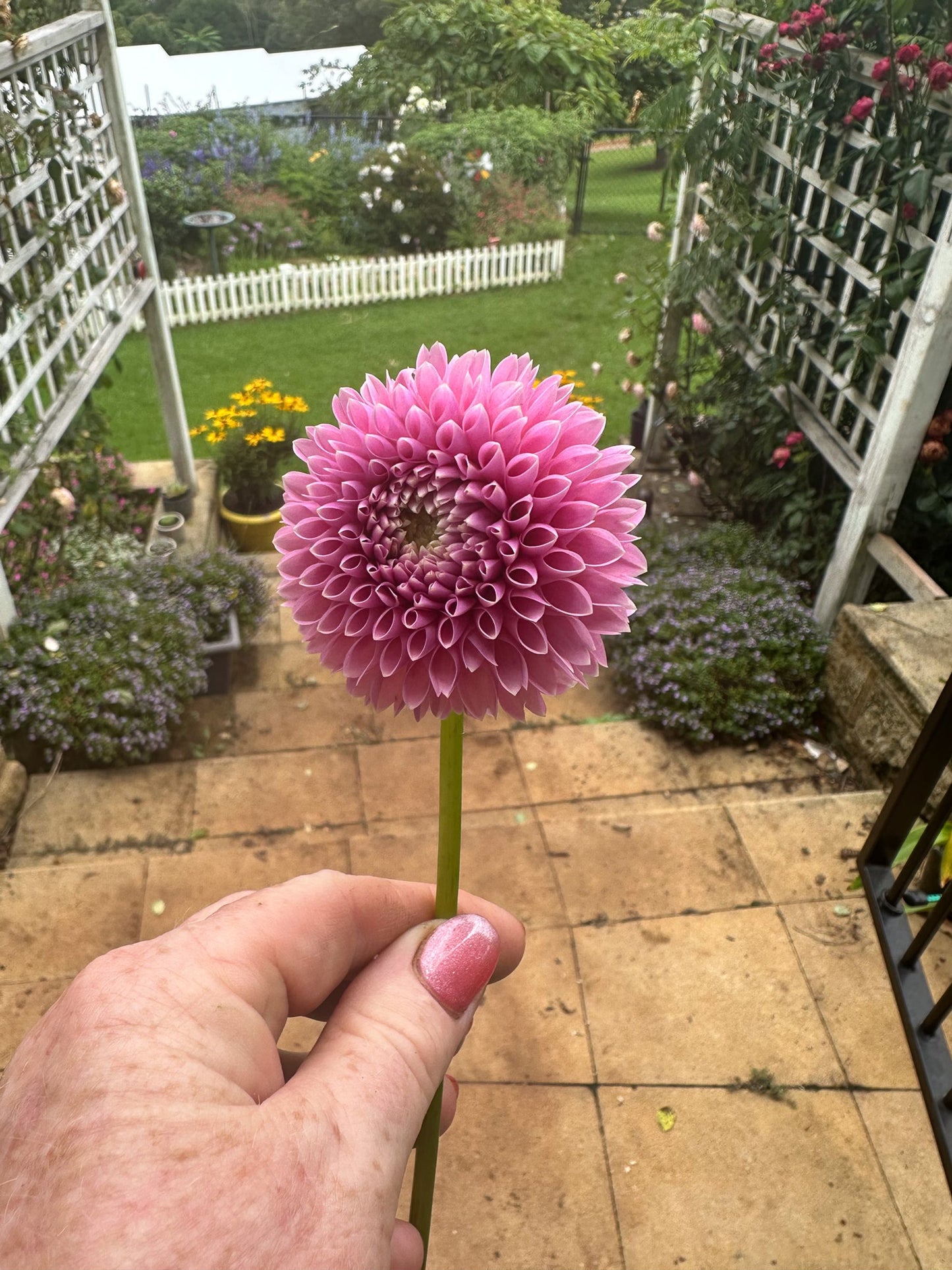 Trevallyn Pink Lady