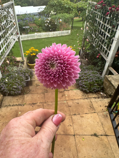Trevallyn Pink Lady
