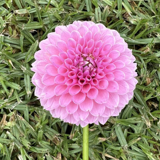 Trevallyn Pink Lady