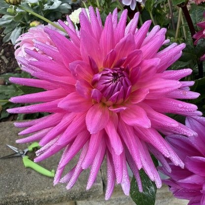 Unknown pink cactus