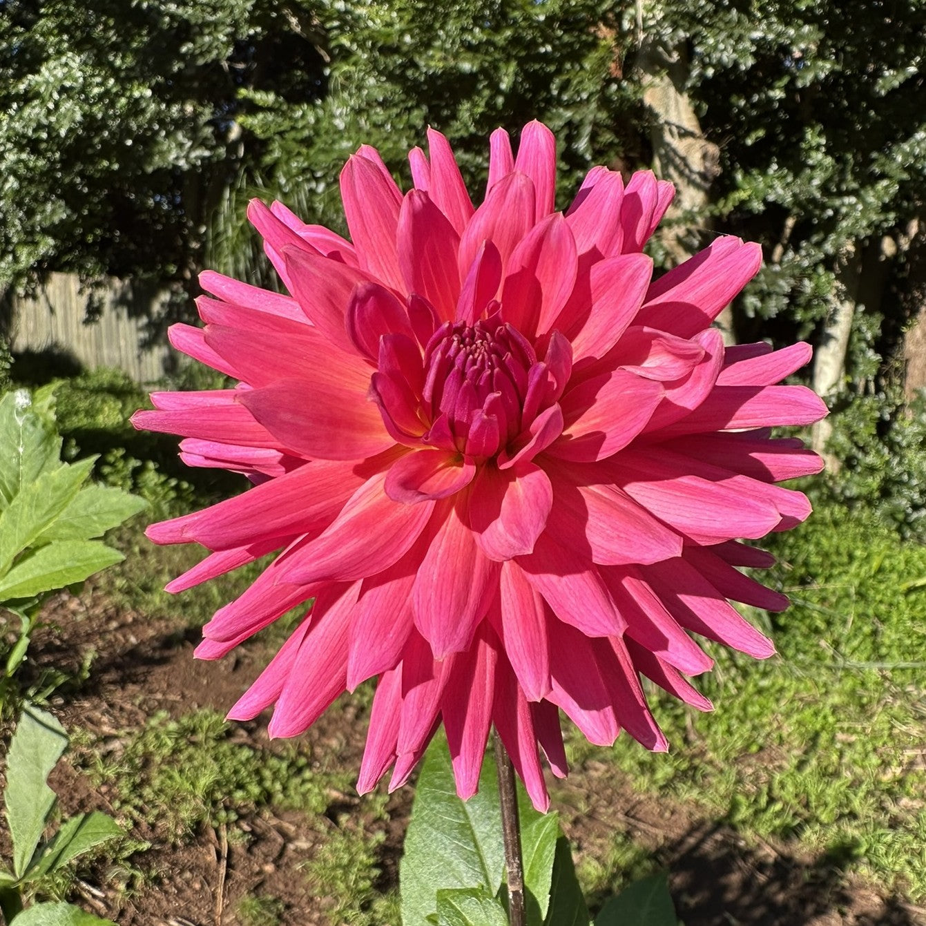 Unknown pink cactus