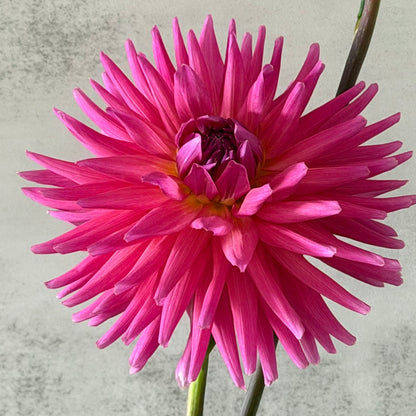 Unknown pink cactus