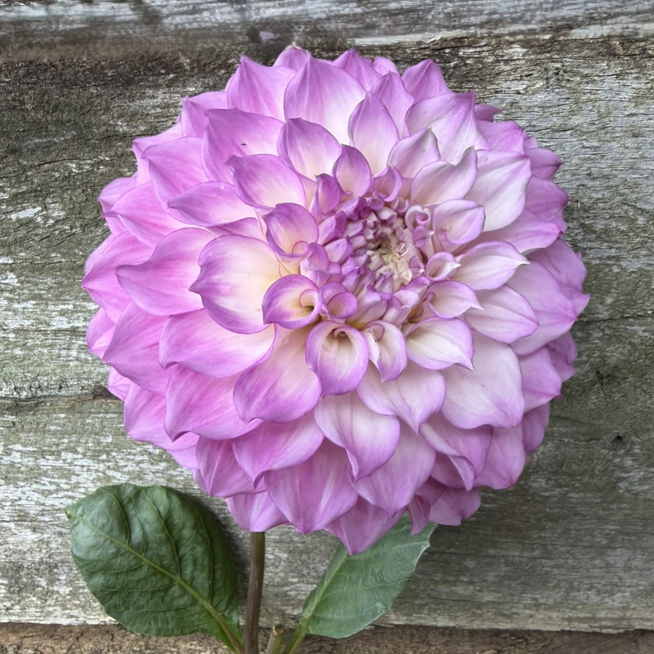 Warraview Lola seeds x 10