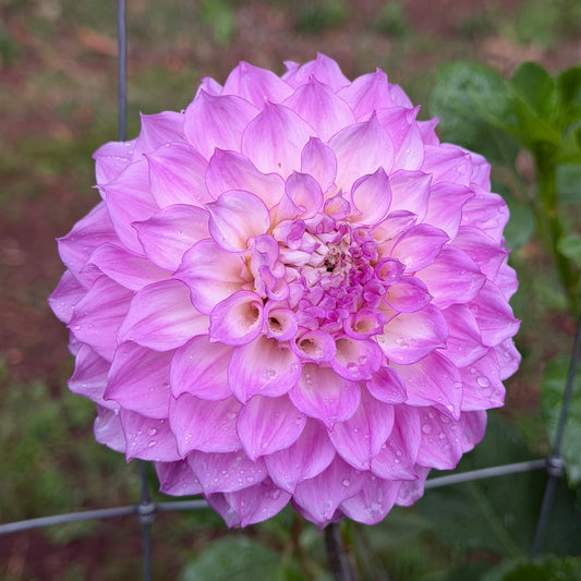 Warraview Lola