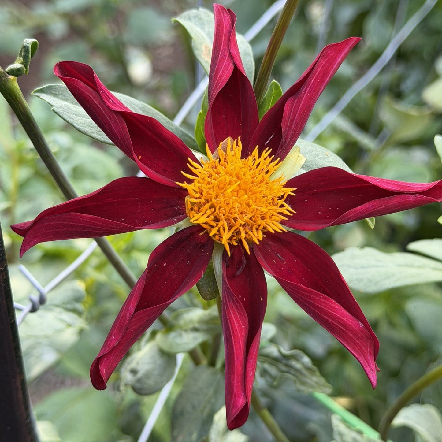 Warraview Red Star