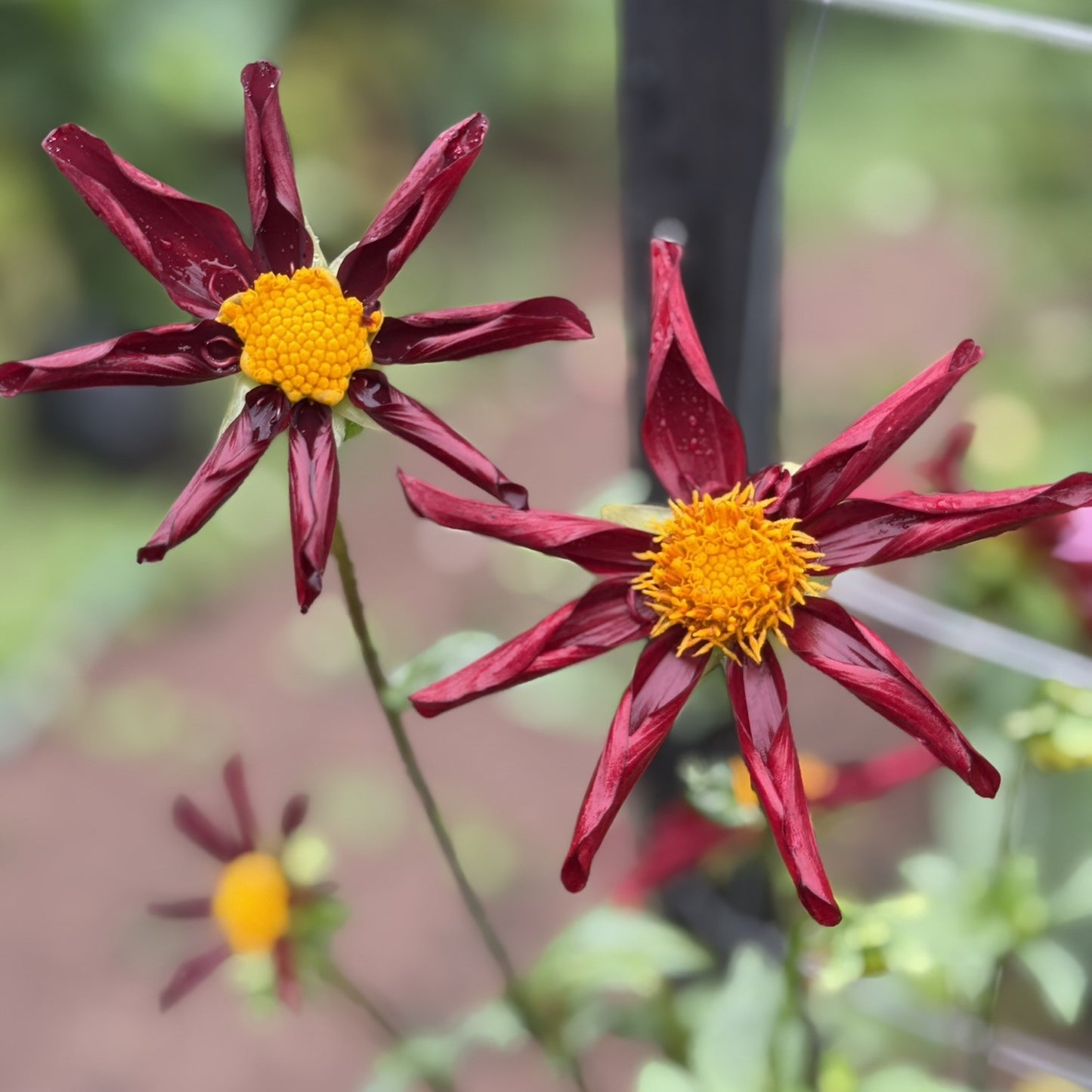 Warraview Red Star seeds x 10