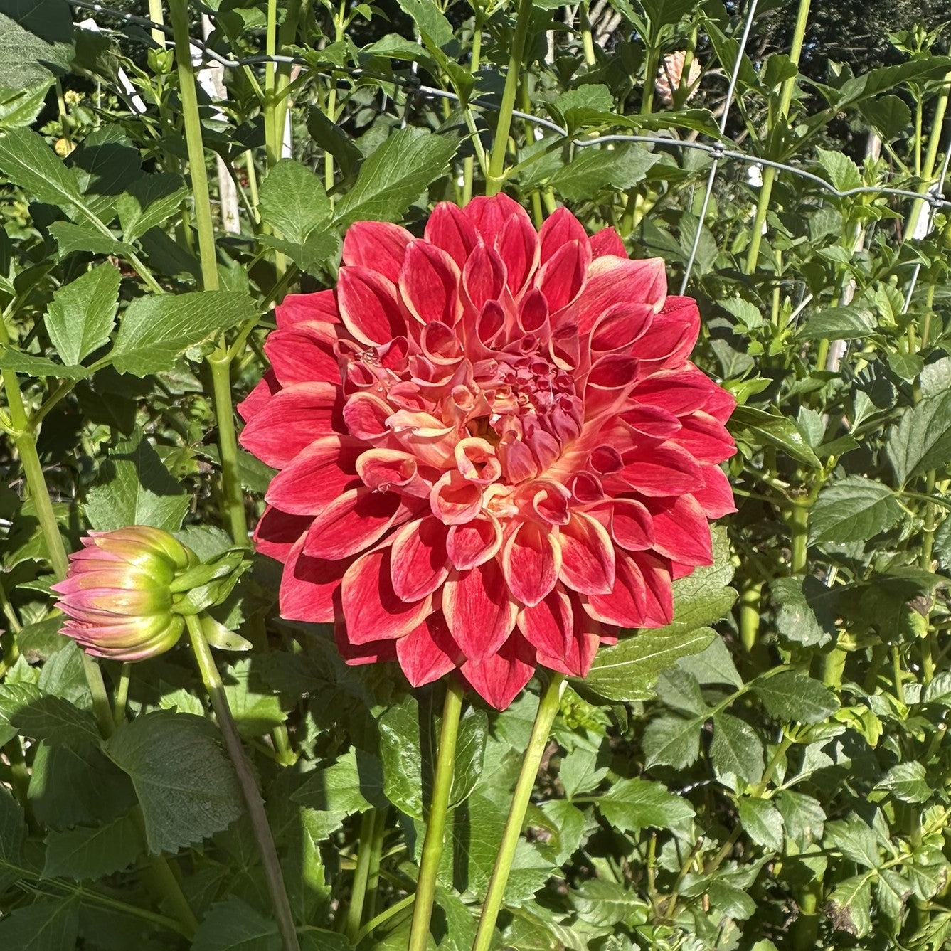 Winkie Rhubarb