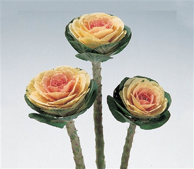 Crane White Ornamental Kale