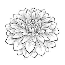 Vonda Youngman seeds x 10 (pink dinnerplate)