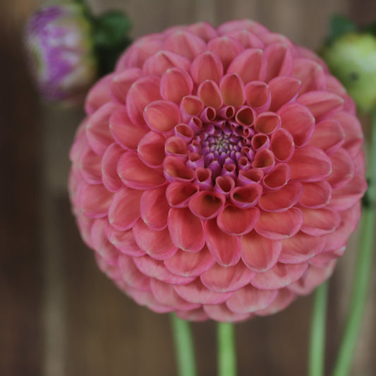 Devon Apollo seeds x 10