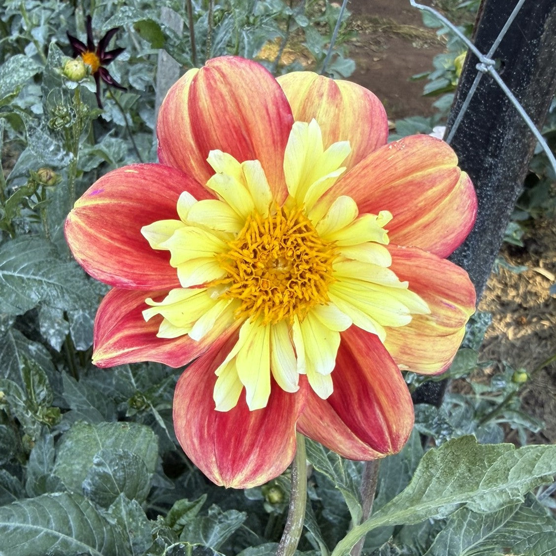 Ernestina seeds x 10 (collarette)