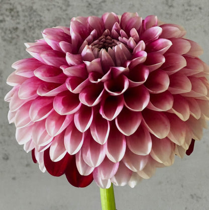 Florelie Cosmic Romance