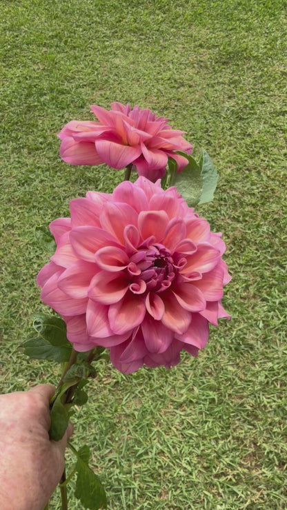 Lileah Caramel Rose