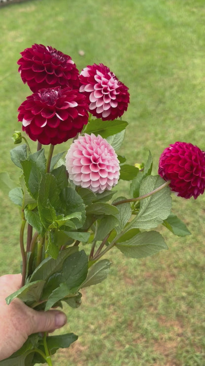 Florelie Cosmic Romance