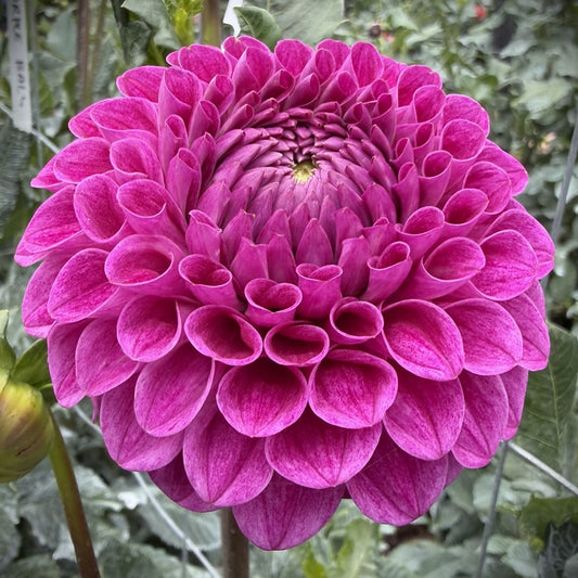 Purple Ball
