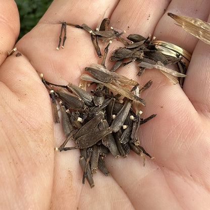 Devon Opaline Seeds