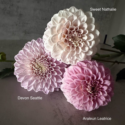 Sweet Nathalie