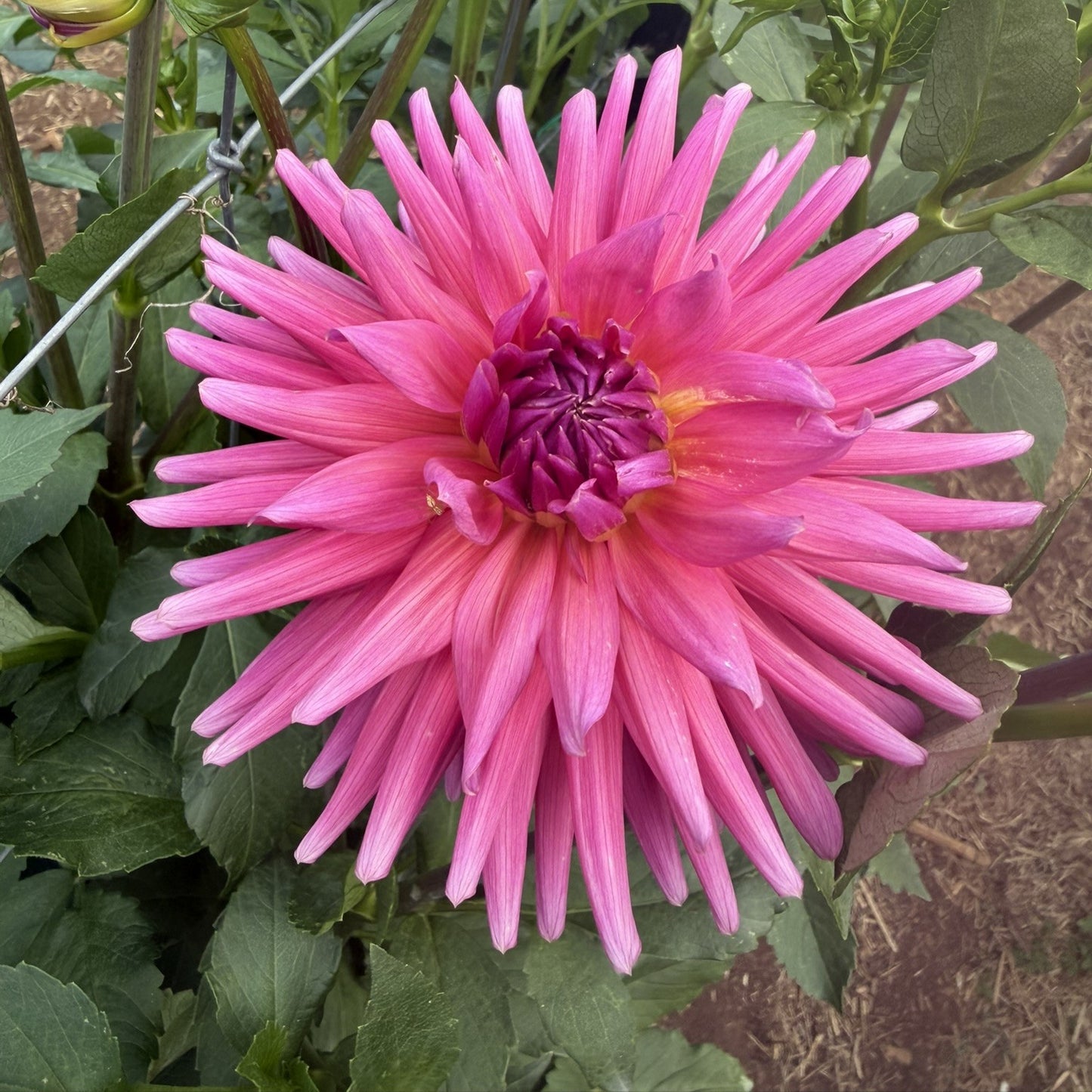 Unknown pink cactus