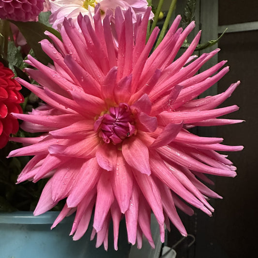 Unknown pink cactus