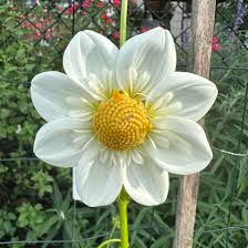 Woden Hope seeds x10